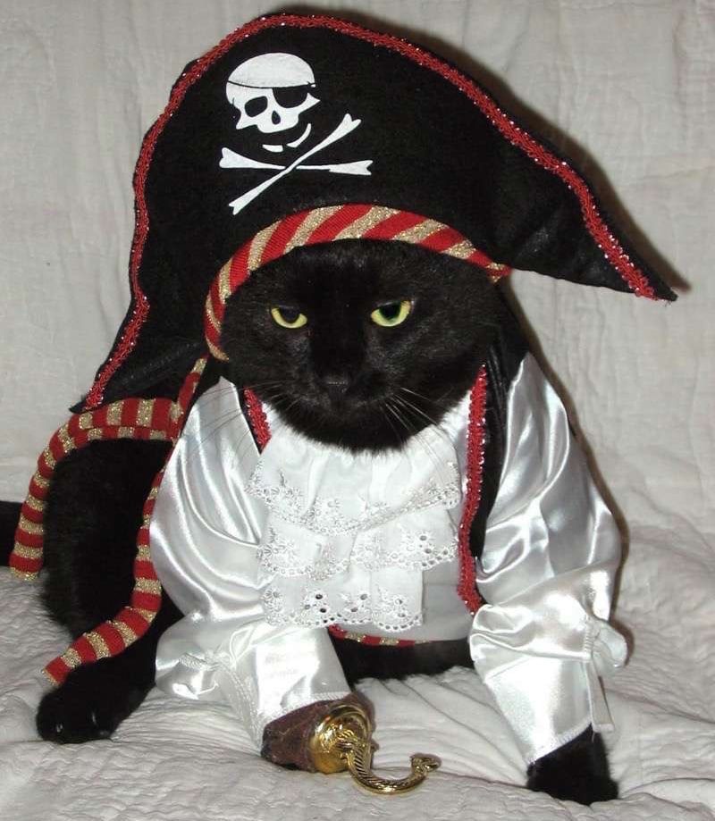 Cat-ain Jack Sparrow