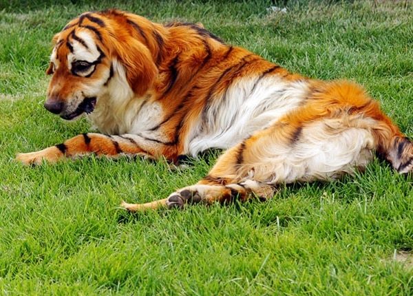 Tiger Dog