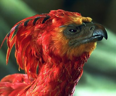 Fawkes the Phoenix Costume
