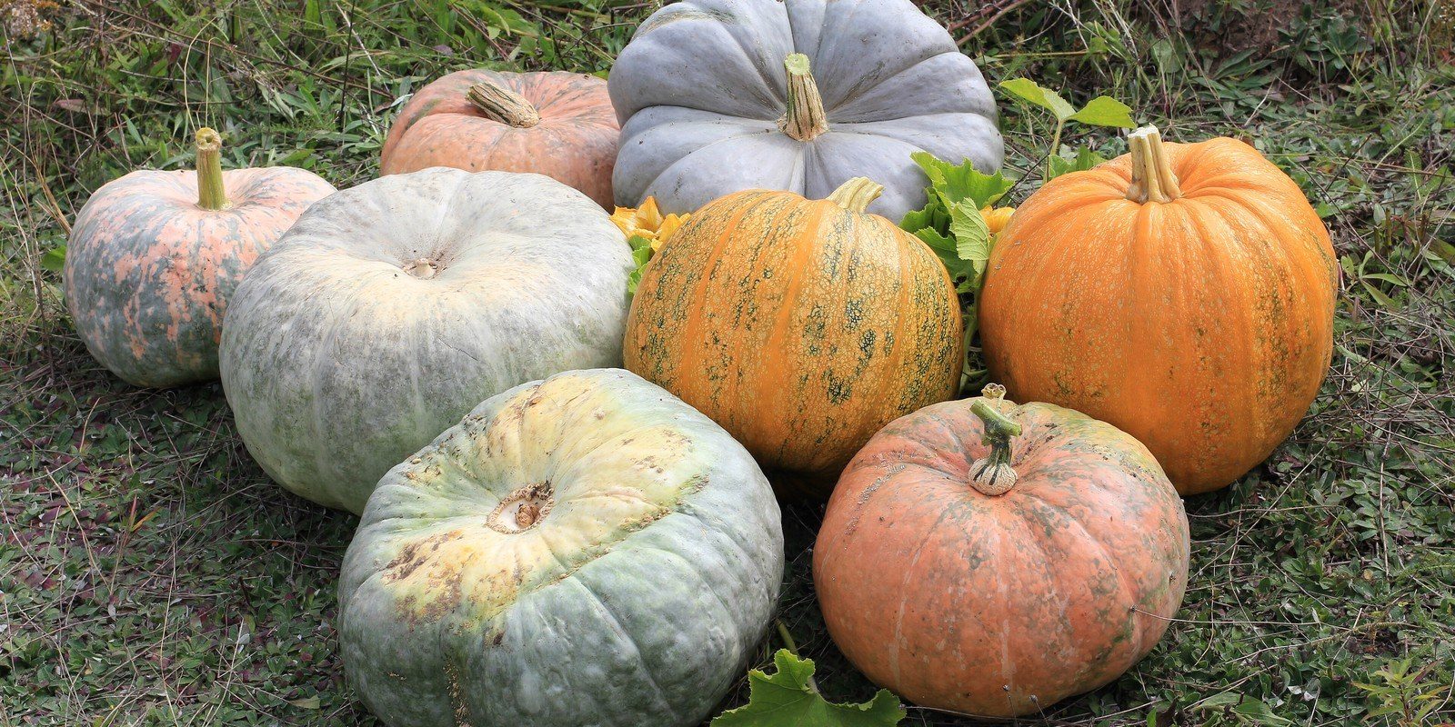 Classic Halloween pumpkins